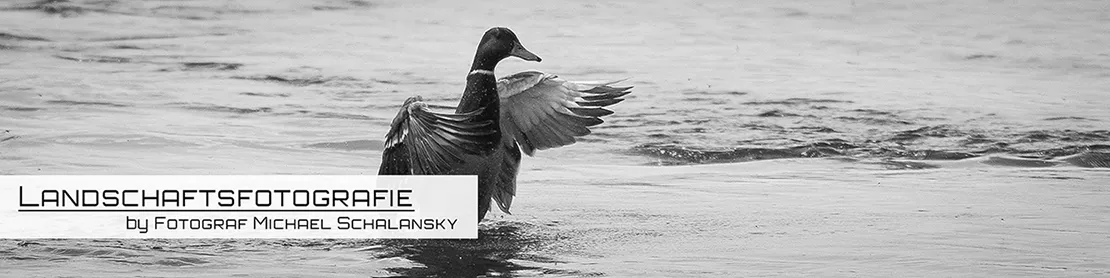 Banner Tierfotografie by Fotograf Michael Schalansky