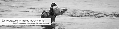 Schwarz-Weiß-Aufnahme einer Ente, die im Wasser ihre Flügel schlägt. Landschaftsfotografie von Fotograf Michael Schalansky.