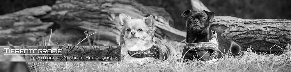 Zwei Hunde im Gras – Schwarz-Weiß Tierfotografie von Michael Schalansky Schwarz-Weiß-Aufnahme zweier Hunde, ein heller Chihuahua und ein dunklerer Mops-Mischling, die im Gras vor einem unscharfen Hintergrund aus Baumstämmen sitzen und direkt in die Kamera schauen, fotografiert von Michael Schalansky.