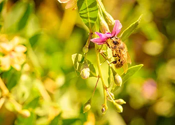 Nahaufnahme einer Biene an einer pinken Blüte im warmen goldenen Licht.
