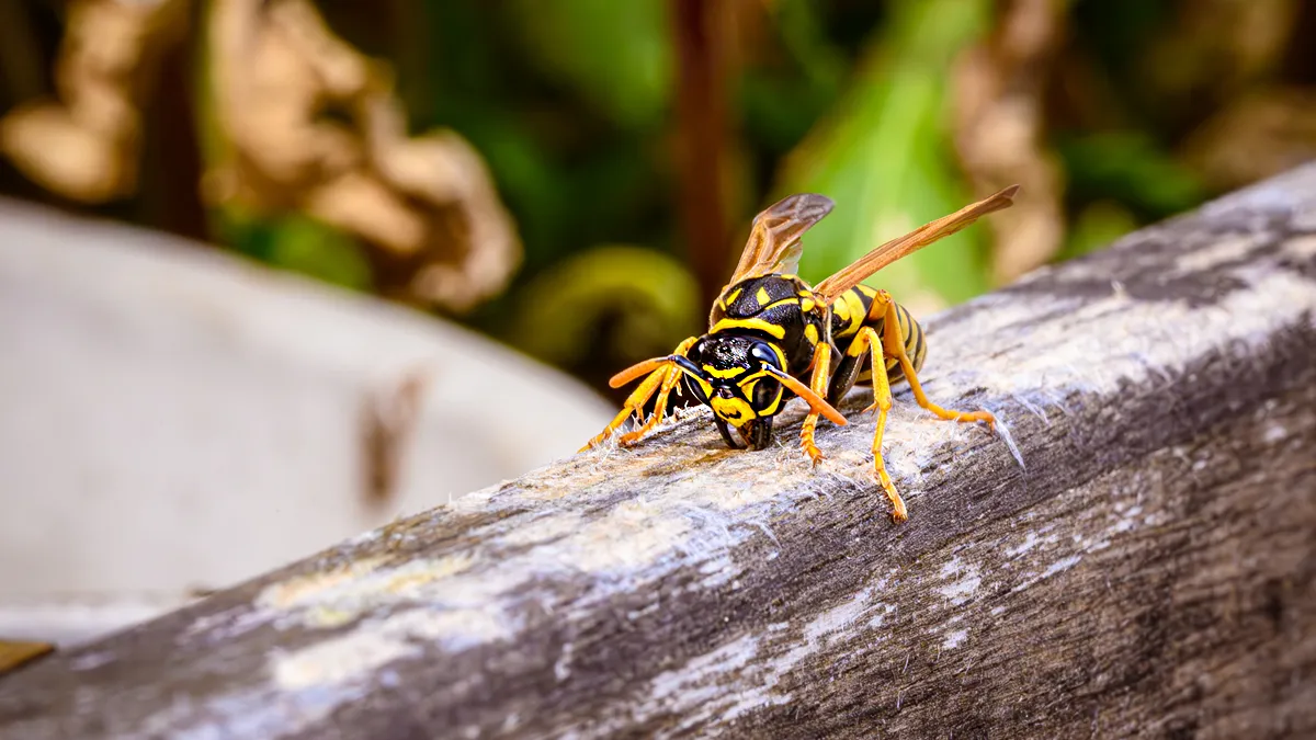 Makroaufnahme einer gelb-schwarzen Wespe auf einem verwitterten Holzgeländer, fotografiert mit Focus Stacking.