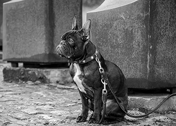 Ein niedlicher schwarzer French Bulldog wartet geduldig angeleint vor einem Gebäude, mit dem Text "COMING SOON" prominent im Vordergrund. Das Schwarz-Weiß-Bild fängt den erwartungsvollen Blick des Hundes ein, der auf sein Frauchen wartet.