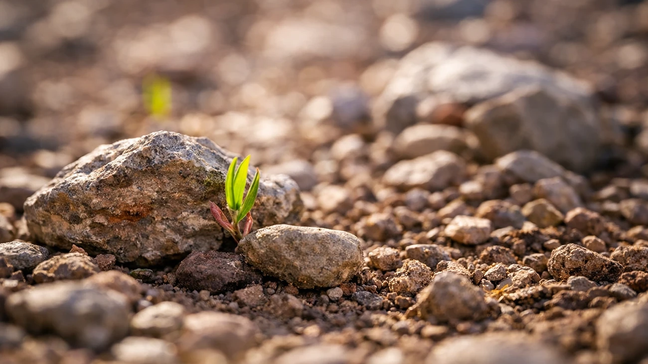 Kleiner grüner Keimling zwischen Steinen auf trockenem Boden in warmem Licht als optimierte Bildvariante für den Blog Neue Wege in der Fotografie 2026.
