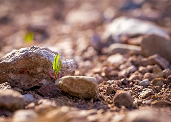 Kleiner grüner Keimling zwischen Steinen im Sonnenlicht als Symbol für neue Wege in der Fotografie 2026.