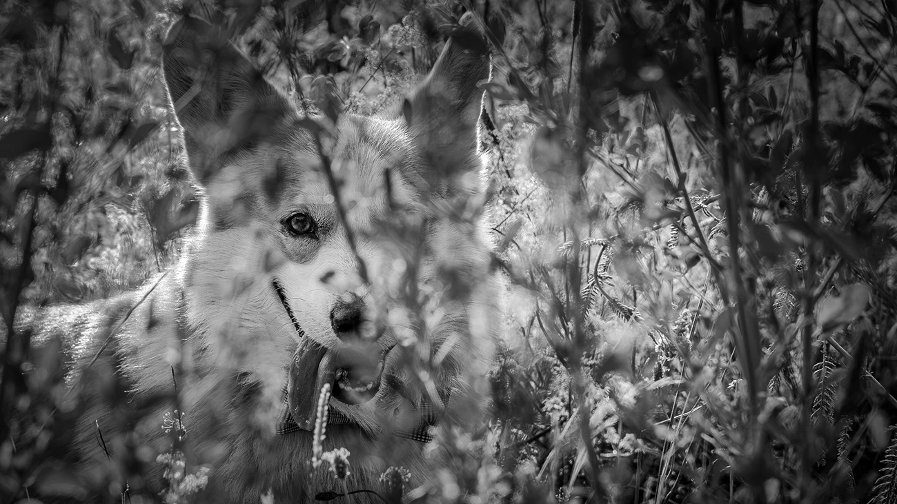 Hund im hohen Gras in Schwarz-Weiß mit scharfem Auge und unscharfem Vorder- und Hintergrund als Beispiel für geringe Schärfentiefe.
