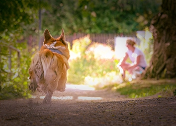 Welsh Corgi Pembroke rennt zum Frauchen eine Baumallee entlang