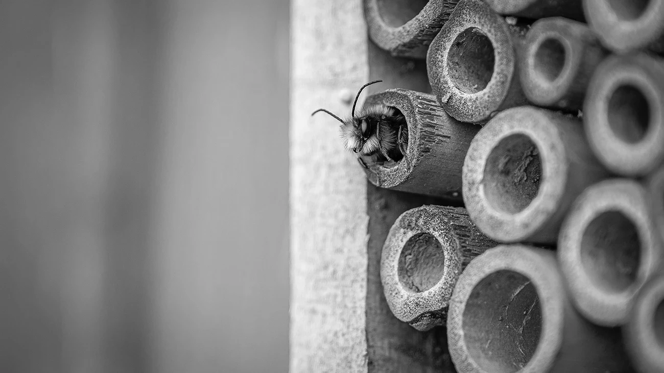 Wildbiene an einer Nisthilfe mit scharfem Fokus auf dem Insekt und weich unscharfem Hintergrund als Beispiel für geringe Schärfentiefe.