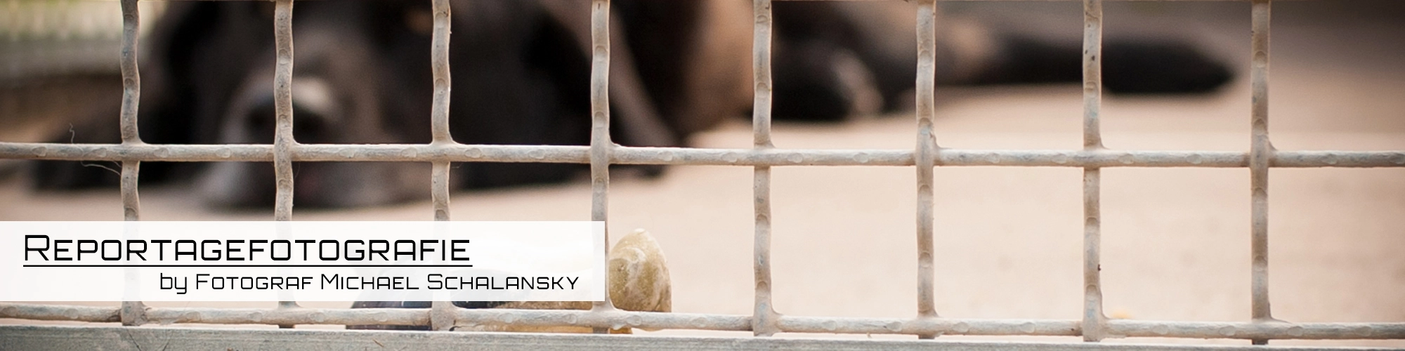 Hund im Käfig by Fotograf Michael Schalansky