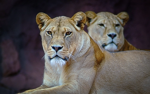 Zwei Löwinnen im Erfurter Zoo – eine im Vordergrund mit direktem Blick, die zweite leicht versetzt im Hintergrund.