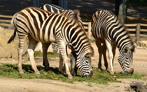 Zwei Zebras beim Grasen im Erfurter Zoo – Tierfotografie mit natürlicher Lichtstimmung.