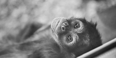 Tierfoto, Affenkind mit Blick zur Kamera, in s/w aufgenommen by Fotograf Michael Schalansky
