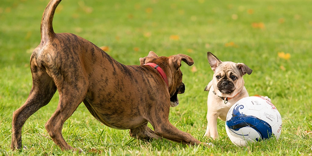 Zwei Hunde auf einer grünen Wiese beim Spielen mit einem Fußball – ein boxerartiger Hund in Spielhaltung und ein Mops mit Ball.