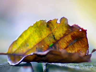 Nahaufnahme eines Blattes, das auf einer Brücke liegt, aufgenommen von Fotograf Michael Schalansky