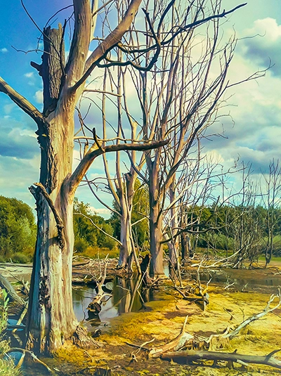 Kontrastreiche Aufnahme einer Baumreihe mit kahlen Ästen und heller Rinde vor einem blauen Himmel mit weißen Wolken und einem dunklen Gewässer, Betonung der natürlichen Strukturen, Michael Schalansky Fotografie.
