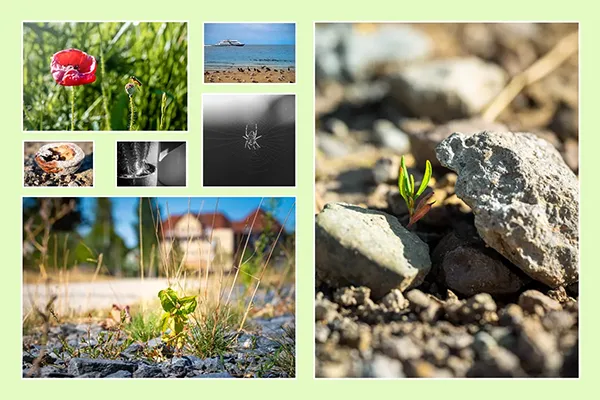 Collage aus Natur- und Landschaftsfotografien von Michael Schalansky aus Erfurt mit Mohnblume, Spinnennetz, Küstenmotiv und jungen Pflanzen zwischen Steinen.