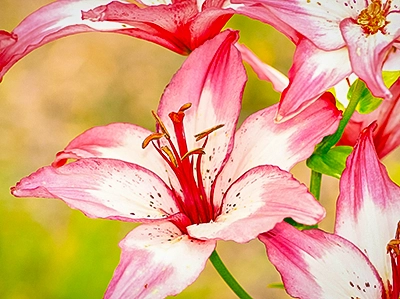 Nahaufnahme einer eleganten Lilienblüte mit rosa und weißen Blütenblättern und ausgeprägten Staubgefäßen, scharf fokussiert, künstlerische Makrofotografie von Michael Schalansky.
