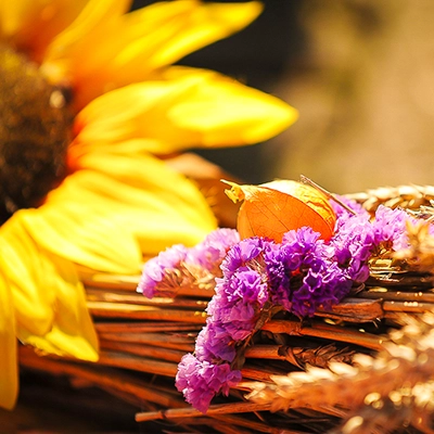 Ein Stillleben mit leuchtend gelber Sonnenblume, dazu violette getrocknete Blüten und eine orangefarbene Physalis-Kapsel, arrangiert auf goldenem Getreide, mit Fokus auf die vielfältigen Farben und Texturen, fotografiert von Michael Schalansky.