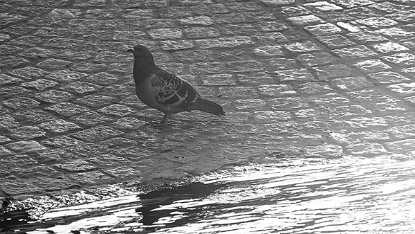 Eine Taube steht auf glänzendem, nassem Kopfsteinpflaster, das starkes Licht und Schatten wirft und die grobe Textur der Steine hervorhebt, detailreiche Schwarz-Weiß-Aufnahme von Michael Schalansky.