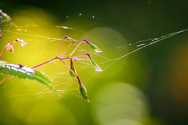 Ein filigranes Spinnennetz mit Wassertröpfchen und einzelnen Fäden, die sich elegant um Pflanzen ranken, ein Zeugnis der Präzision der Natur, detailliert fotografiert von Michael Schalansky.