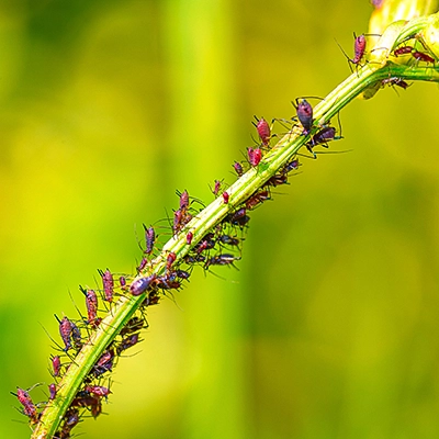 Nahaufnahme einer dicht besiedelten Kolonie von rötlich-lila Blattläusen auf einem grünen Pflanzenstiel, scharf fokussiert vor einem unscharfen grünen Hintergrund, Makrofotografie von Michael Schalansky.