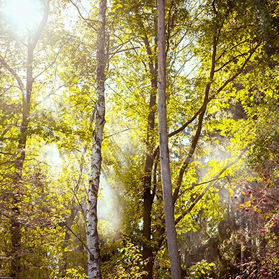 Hohe Bäume mit leuchtend grünen und gelben Blättern, durch die Sonnenstrahlen scheinen und eine mystische Atmosphäre mit Lichtstrahlen und leichtem Nebel erzeugen, Naturfotografie von Michael Schalansky.