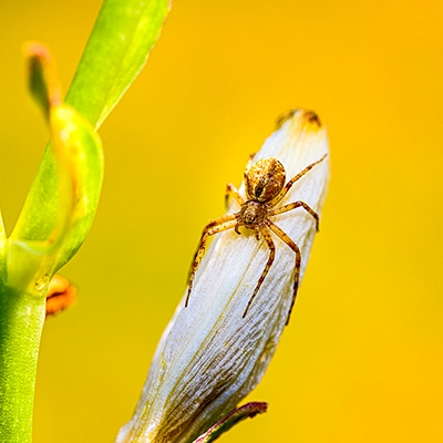 Als Fotograf Michael Schalansky dokumentiere ich die faszinierenden Aspekte der Tierwelt in ihrer natürlichen Umgebung. Meine Bilder beleuchten die Rolle von Insekten und Spinnentieren im Ökosystem und ihre einzigartige Schönheit.
