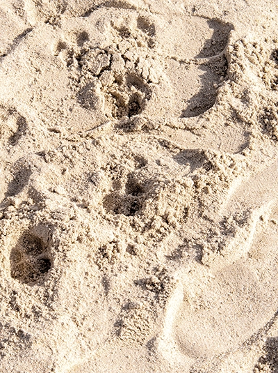 Mehrere Fußspuren von Menschen und möglicherweise Tieren im trockenen Strandsand, die einen Weg andeuten, im warmen Sonnenlicht, symbolische Aufnahme von Michael Schalansky.