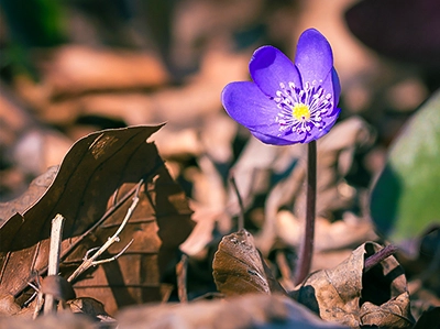 Eine leuchtend violette Waldblume (vermutlich ein Leberblümchen) mit gelbem Zentrum, umgeben von trockenem Herbstlaub auf dem Waldboden, scharf fokussiert, Makroaufnahme von Fotograf Michael Schalansky.