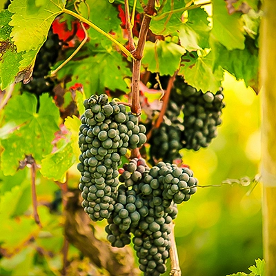 Nahaufnahme von runden, bläulich-grünen Weintrauben mit leichtem Reif, dicht aneinanderliegend an einem Stiel, umrahmt von grünen und leicht rötlichen Blättern, Makrofotografie von Michael Schalansky.