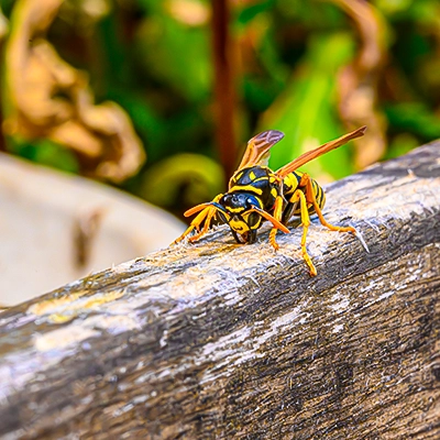 Eine einzelne Wespe auf einem Holzsteg oder Ast in ihrem natürlichen Habitat, mit fokussiertem Blick und deutlichen Körperdetails, dokumentarische Naturaufnahme von Michael Schalansky.