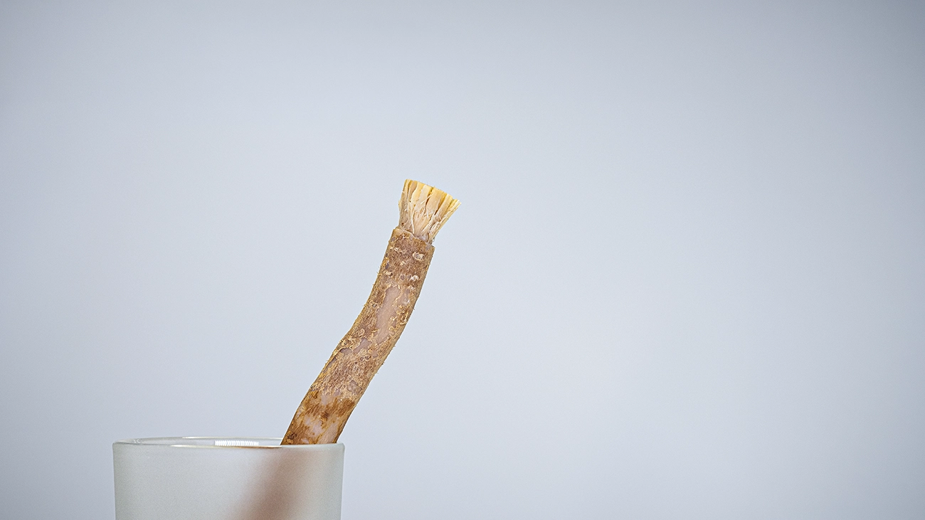 Reduzierte Produktaufnahme eines länglichen Naturprodukts mit sichtbarer faseriger Oberfläche in einem hellen Gefäß vor neutralem Hintergrund.