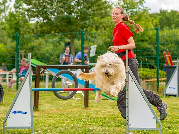 Eine Frau in rotem Shirt leitet einen flauschigen, hellbraunen Hund, der dynamisch über ein blau-rotes Agility-Hindernis springt.
