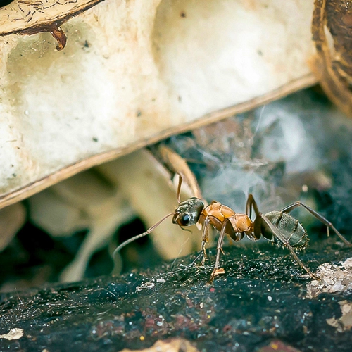 Ein faszinierender Einblick in die Welt der Insekten: Meine Makroaufnahme einer Ameise unter einem Blatt.