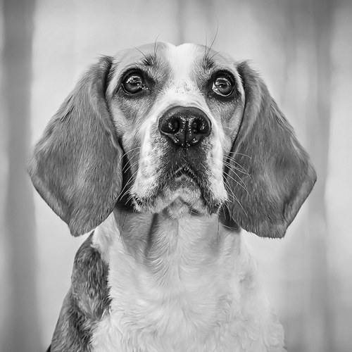 Beagle Porträt