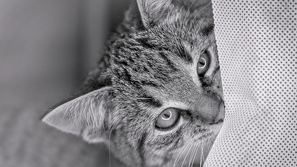 Ein Schwarz-Weiß-Porträt einer Katze, die neugierig hinter einem hellen, strukturierten Stoff hervorblickt. Ausdrucksstarkes Katzenporträt.