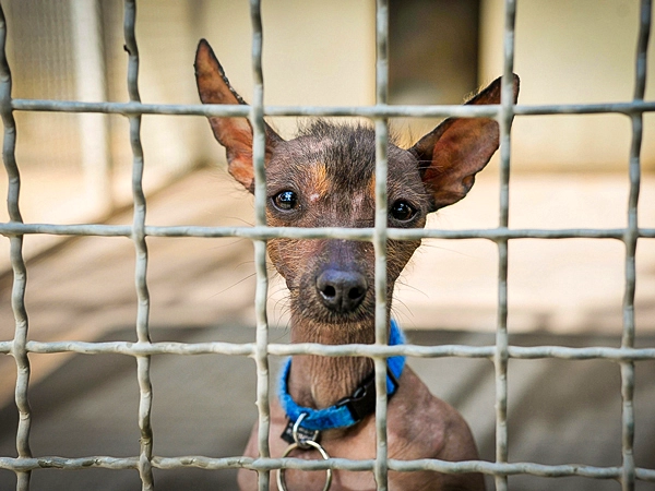 Mein Porträt eines hairless Hundes mit großen, aufmerksamen Ohren, der eindringlich durch die Gitterstäbe eines Hundeheims blickt – eine Aufnahme, die direkt ins Herz geht.