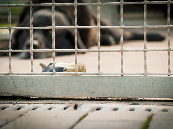 Meine Art, Geschichten zu erzählen: Der Blick eines Hundes durch Gitterstäbe, der auf die Bedeutung von Zuhause und Freiheit aufmerksam macht.