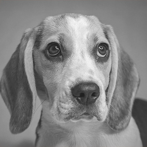 Beagle Welpen Porträt