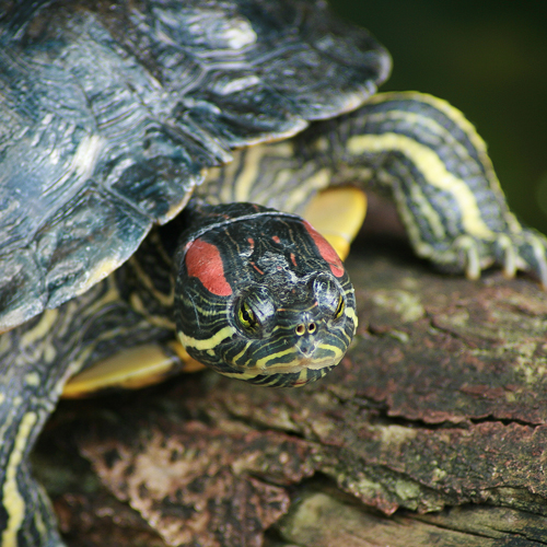 Aufnahme einer Schildkröte beim Sonnenbad