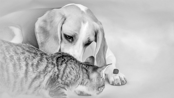 Schwarz-Weiß-Aufnahme eines Beagles, der neugierig auf eine getigerte Katze blickt, während diese einen Gegenstand auf der Pfote betrachtet.