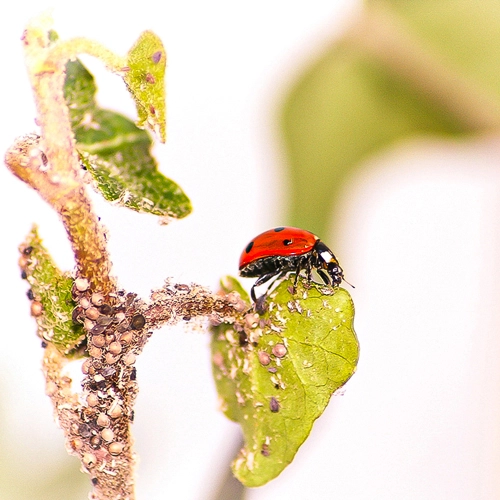 Ein faszinierender Moment aus meiner Makrofotografie: Ein Marienkäfer verspeist Blattläuse auf einem Blatt.