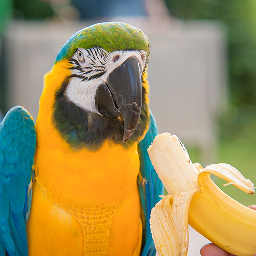 Papagei Portrait bei Fütterung mit Banane