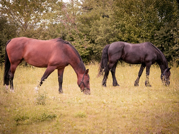 Zwei Pferde, ein braunes und ein schwarzes, grasen friedlich auf einer grünen Wiese mit Bäumen im Hintergrund.