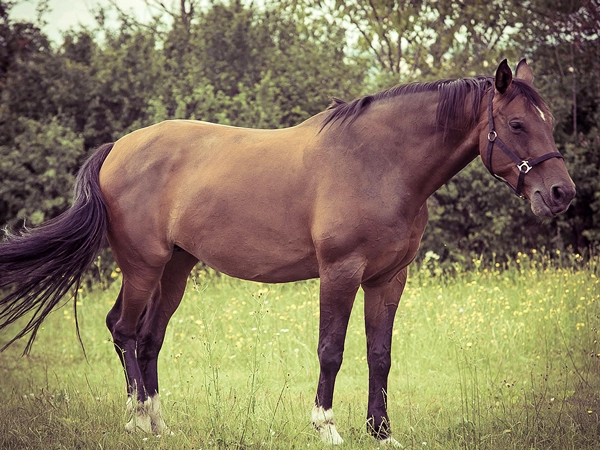 Tieraufnahme Pferd auf Wiese, Porträt mit Tonung