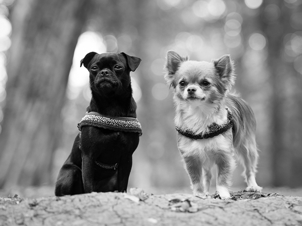 Charakter- Portrait zweier Chihuahuas im Wald
