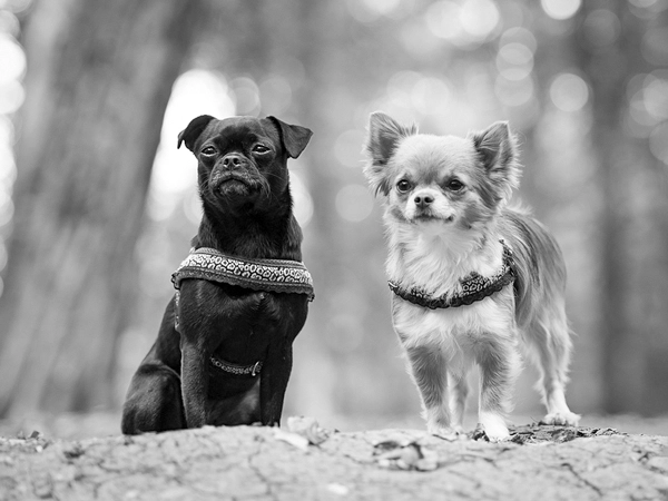 So fange ich die einzigartige Dynamik ein: Zwei Chihuahuas sitzen nebeneinander und zeigen ihre Persönlichkeit, ein ausdrucksstarkes Bild aus meinem Portfolio.