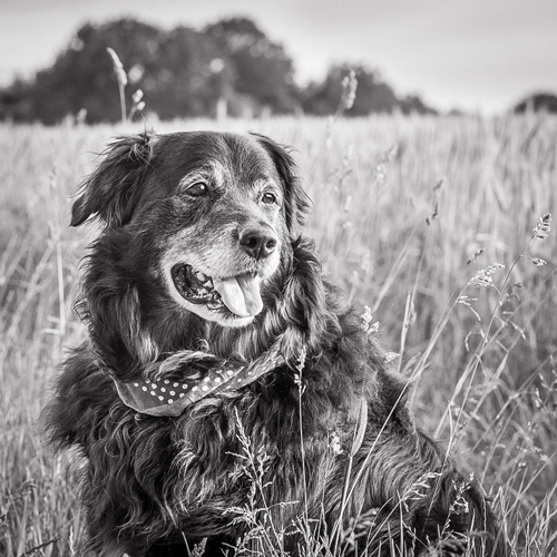 Tierfotografie Hundeporträt auf Feldweg in s/w gehalten