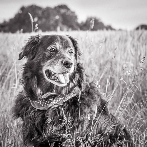 Ein lächelnder, älterer, zotteliger Hund mit Halstuch sitzt in einem Feld mit hohem Gras in Schwarz-Weiß.