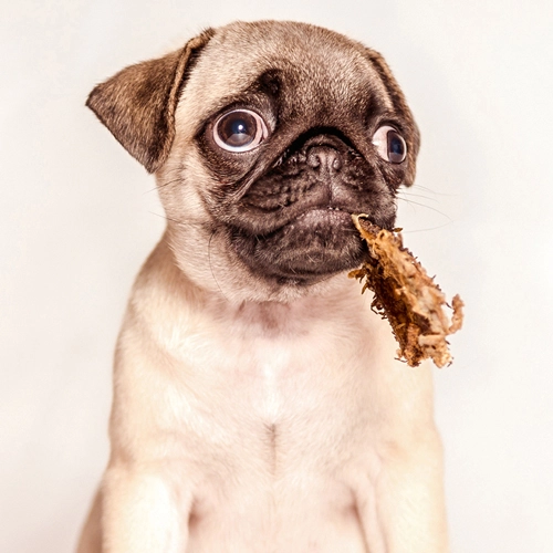 Nahaufnahme eines Mops-Welpen mit großen, fragenden Augen und einem Stück Pansen im Maul. Liebevolles Tierporträt im Fotostudio.