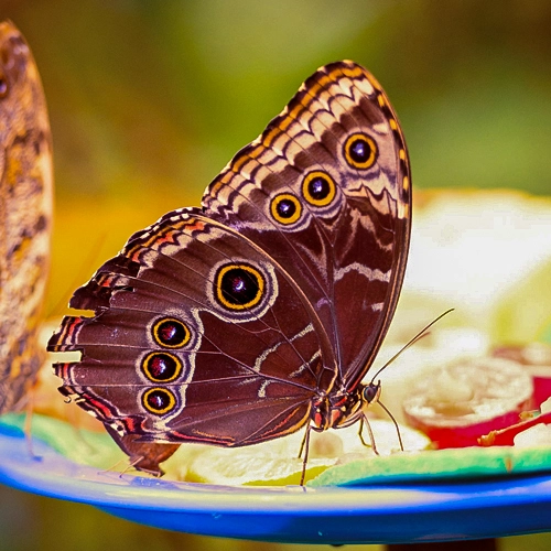 Mein Makro-Foto eines prächtigen braunen Schmetterlings mit auffälligen Augenflecken auf den Flügeln, der auf einem blauen Teller mit Obst sitzt.